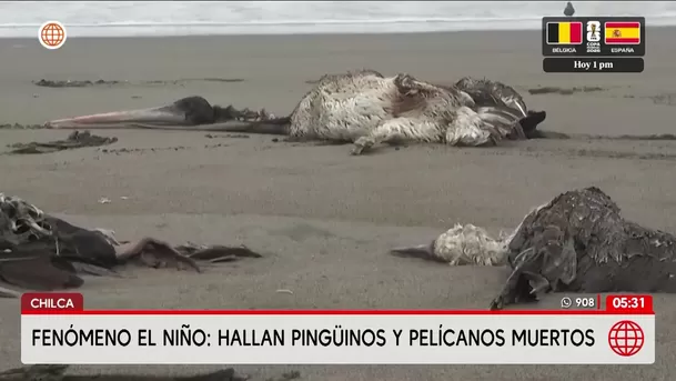 Fenómeno El Niño provoca muerte de aves en Chilca. Foto: América Noticias Fenómeno El Niño provoca muerte de aves en Chilca. Foto: América Noticias