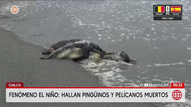 Fenómeno El Niño provoca muerte de aves en Chilca. Foto: América Noticias Fenómeno El Niño provoca muerte de aves en Chilca. Foto: América Noticias