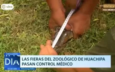 Las fieras del zoológico de Huachipa pasan control médico - Noticias de zoologico