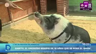 Gabito: el minipig estrella de un refugio en Pachacámac
