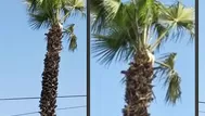 Un gato se encuentra atrapado desde hace 5 días en la cima de una palmera en Ate