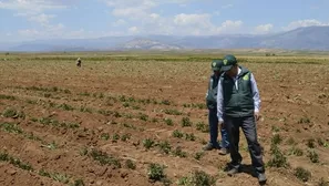 Este fenómeno de la naturaleza viene afectando a sus cultivos principalmente en las regiones del centro y sur del país.