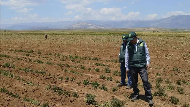 Este fenómeno de la naturaleza viene afectando a sus cultivos principalmente en las regiones del centro y sur del país.