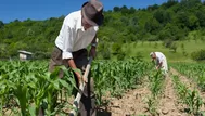 Gobierno crea comisión de alto nivel para atender crisis alimentaria