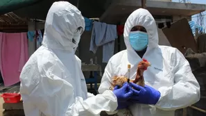 Gobierno declara emergencia sanitaria por influenza aviar. Foto: Andina / Video: América Noticias