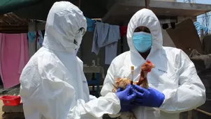 Gobierno declara emergencia sanitaria por influenza aviar. Foto: Andina / Video: América Noticias