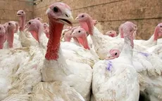Gripe aviar: Prohíben ferias avícolas y peleas de gallos tras emergencia sanitaria - Noticias de estado-emergencia