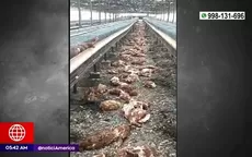 Huacho: Más de 35 mil aves de corral fueron sacrificadas por gripe aviar - Noticias de gripe-aviar
