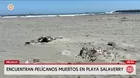 Hallan pelícanos muertos en playa de Salaverry en Trujillo