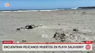 Hallan pelícanos muertos en playa de Salaverry en Trujillo