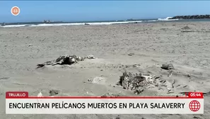 Hallan decenas de pelícanos muertos en playa de Salaverry en Trujillo. Foto y video: América Noticias