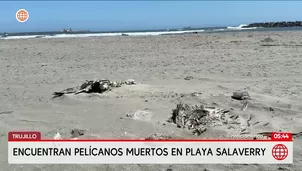 Hallan decenas de pelícanos muertos en playa de Salaverry en Trujillo. Foto y video: América Noticias