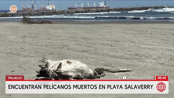 Hallan decenas de pelícanos muertos en playa de Salaverry en Trujillo. Foto: América Noticias Hallan decenas de pelícanos muertos en playa de Salaverry en Trujillo. Foto: América Noticias