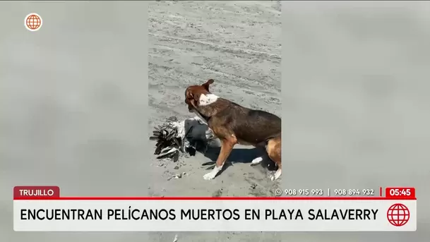 Hallan decenas de pelícanos muertos en playa de Salaverry en Trujillo. Foto: América Noticias Hallan decenas de pelícanos muertos en playa de Salaverry en Trujillo. Foto: América Noticias