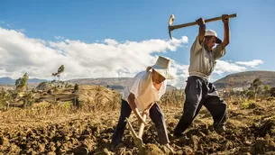 Gremio de Productores Agrarios advirtió pérdidas de empleos en el sector - Foto: Andina - Video: América Noticias