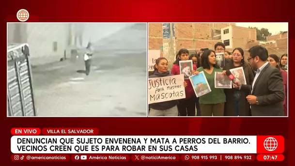 Hombre envenenó a perros en Villa El Salvador. Foto: América Noticias