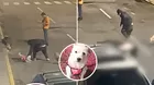 Hombre mata a perrita en Trujillo y es buscado por la policía