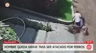 Hombre queda grave tras ser atacado por dos perros en Pachacámac