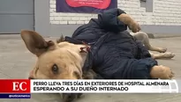 Perro duerme en exteriores del Hospital Guillermo Almenara.