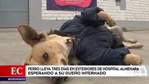 Perro duerme en exteriores del Hospital Guillermo Almenara.