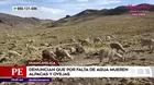 Huancavelica: Denuncian que por falta de agua mueren alpacas y ovejas