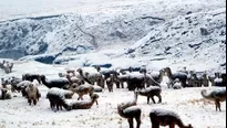 El  Centro de Operaciones de Emergencia Regional (COER) informó también que las lluvias registradas en la provincia de Castrovirreyna provocaron el cierre de la vía principal que une los distritos de Cocas y Mollepampa. Foto: agronoticias