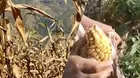 Huancayo: Agricultores perdieron el 80% de sus cultivos por plaga