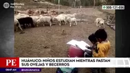 Huánuco: Niños estudian mientras ayudan a sus padres con el cuidado del ganado