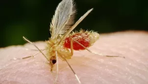 Los pobladores también enfrentan el temor al dengue. / Video: Canal N