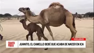Ica: Juanito, el dromedario símbolo de vida en la Huacachina