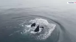 Avistamiento de ballenas en las playas de Tacna. Fotos y Video: Canal N