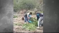 Incautan e incineran 60 mil plantones de marihuana