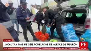 Incautan seis toneladas de aletas de tiburón en el Callao/ América Noticias