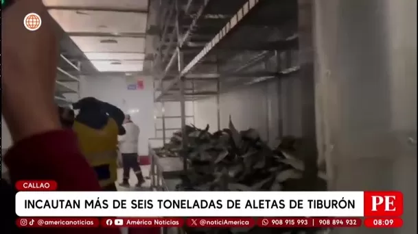 Callao: incautan aletas de tiburón en almacén ilegal/ América Noticias Callao: incautan aletas de tiburón en almacén ilegal/ América Noticias