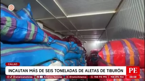 Policía incauta más de seis toneladas de aletas de tiburón en almacén del Callao/ América Noticias Policía incauta más de seis toneladas de aletas de tiburón en almacén del Callao/ América Noticias