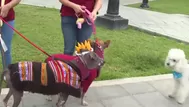 INEI: El 64,0 % de hogares peruanos tiene al menos una mascota