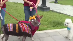 Según el INEI, el 64,0 % de los hogares del Perú tiene al menos 1 mascota, liderando la tenencia Apurímac con 76,5 %. Los perros encabezan las preferencias (52,2 %), seguidos por los gatos (33,0 %). Video: Canal N
