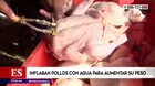 Inflaban pollos con agua para aumentar su peso