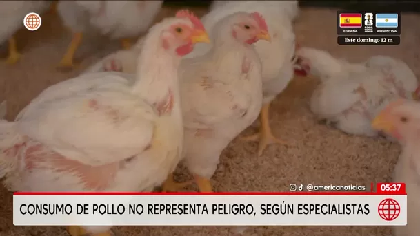 Especialistas descartan riesgo en el consumo de pollo. Foto: América Noticias Especialistas descartan riesgo en el consumo de pollo. Foto: América Noticias
