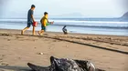 Influenza aviar: recomiendan a municipalidades restringir acceso a playas
