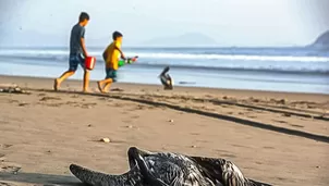 Estas acciones contemplan limitar el acceso a las playas por horarios, con la finalidad de proceder a limpiar estos espacios 