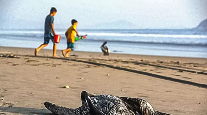 Estas acciones contemplan limitar el acceso a las playas por horarios, con la finalidad de proceder a limpiar estos espacios Estas acciones contemplan limitar el acceso a las playas por horarios, con la finalidad de proceder a limpiar estos espacios