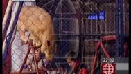 Inmovilizaron a león que atacó a profesora en circo de Cusco