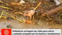 Sus vidas también corren peligros. Los animales resultaron afectados por la crecida de los ríos