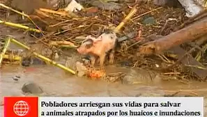 Sus vidas también corren peligros. Los animales resultaron afectados por la crecida de los ríos