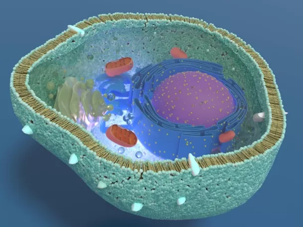 Proteína que previene el envejecimiento celular. Foto: Andina