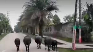 Vecinos de la zona cerraron sus negocios como precaución. Foto-Video: Canal N