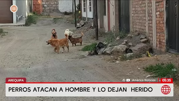 Jauría de perros ataca a hombre de 55 años en Arequipa. Foto: América Noticias