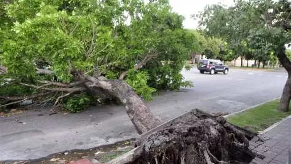 Árbol cayó asustando a peatones. Foto: Referencial/elimpulso.com