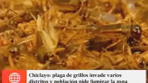 Los habitantes no pueden dormir, el ruido de los insectos y el olor los obligó a pasar la noche fuera de sus cuartos